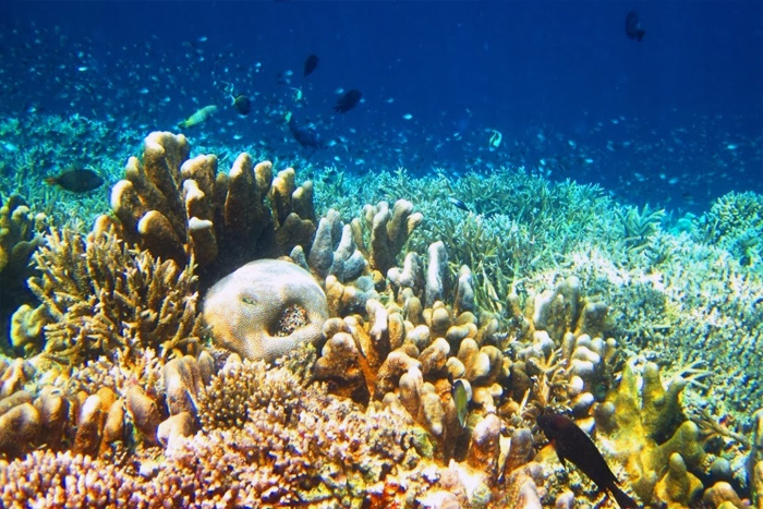 Keindahan Bawah Laut Kepulauan Derawan