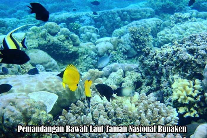 Bawah Laut Taman Nasional Bunaken