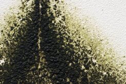 jamur hitam atau black mold