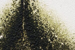 jamur hitam atau black mold