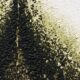 jamur hitam atau black mold