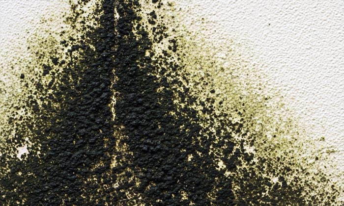 jamur hitam atau black mold