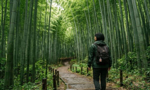 Hutan Bambu Arashiyama
