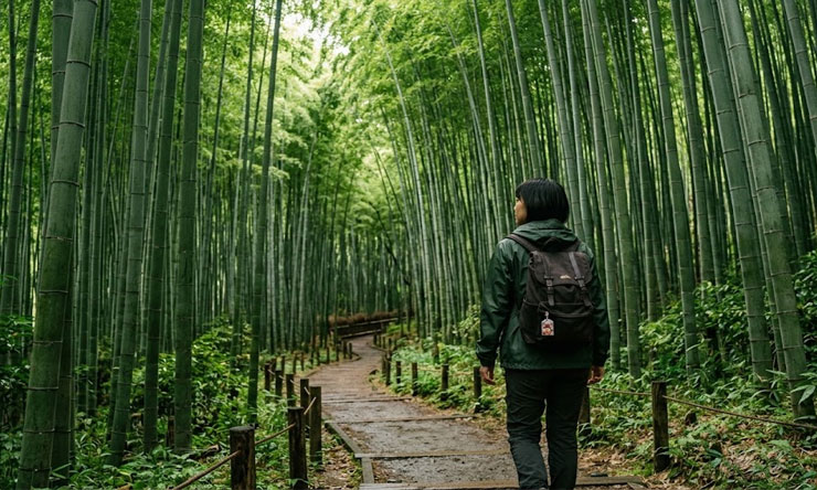 Hutan Bambu Arashiyama